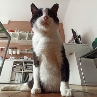 Kot pacjent kliniki weterynaryjnej w Brzegu Dolnym